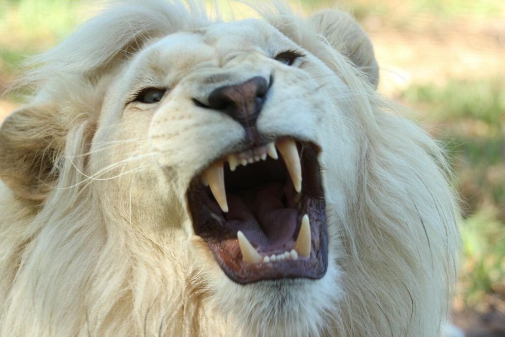 cat support: Close-up of a roaring white lion showing sharp teeth, captured in a wildlife setting.