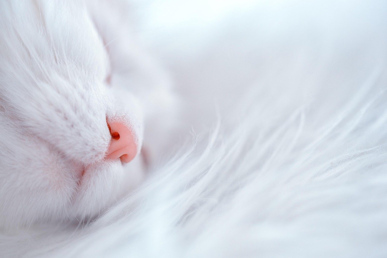 Photo by mammela cat, sleep, sleeping cat, fluffy, sweet, angora, nature, snow, dreamy, vankatt, cat, cat, cat, pet, animal, cat, cat, sleep