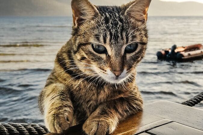 A fishing cat resting its paw on a wooden surface with a lake and mountains in the background.