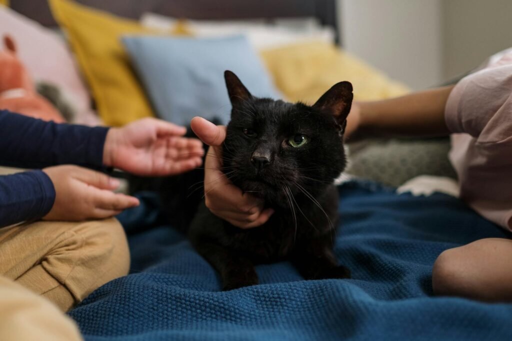 Domestic Cats Adorable black cat being gently petted by children on a cozy bed indoors, showcasing warmth and companionship.