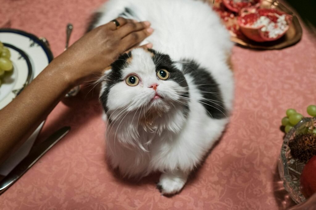 A fluffy Persian cat gazes curiously while being petted at a dining table.