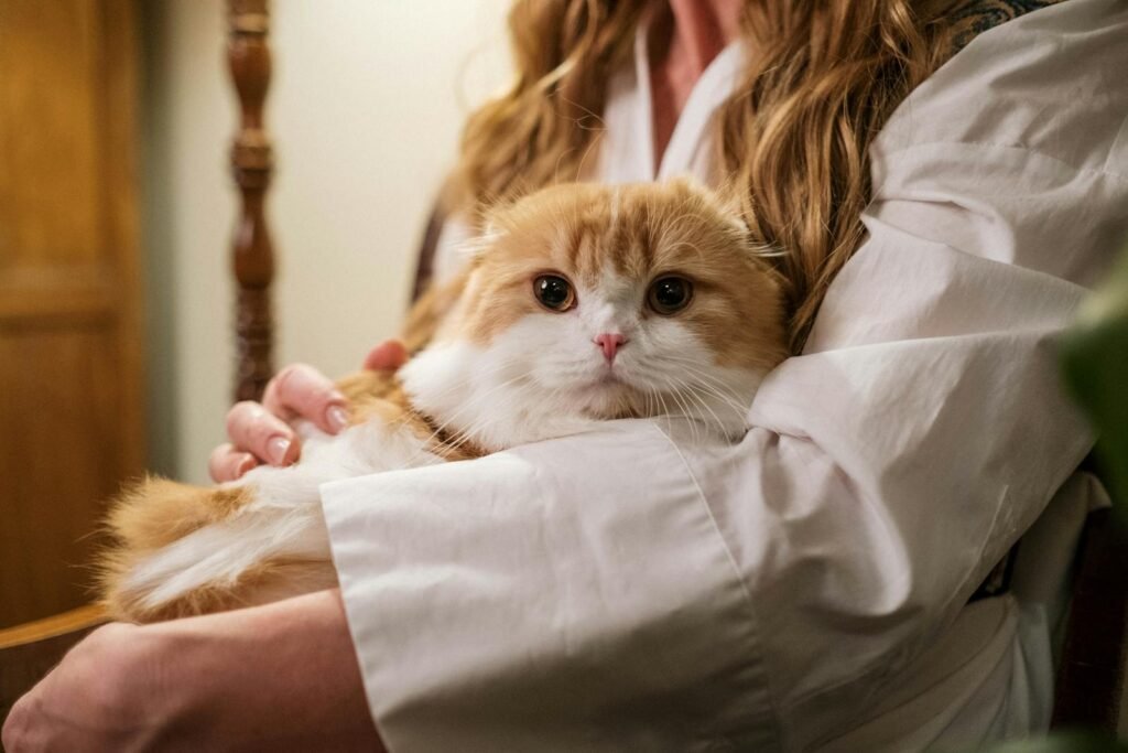 cat confusion: A woman gently holding an adorable Scottish Fold cat indoors, exuding warmth and affection.
