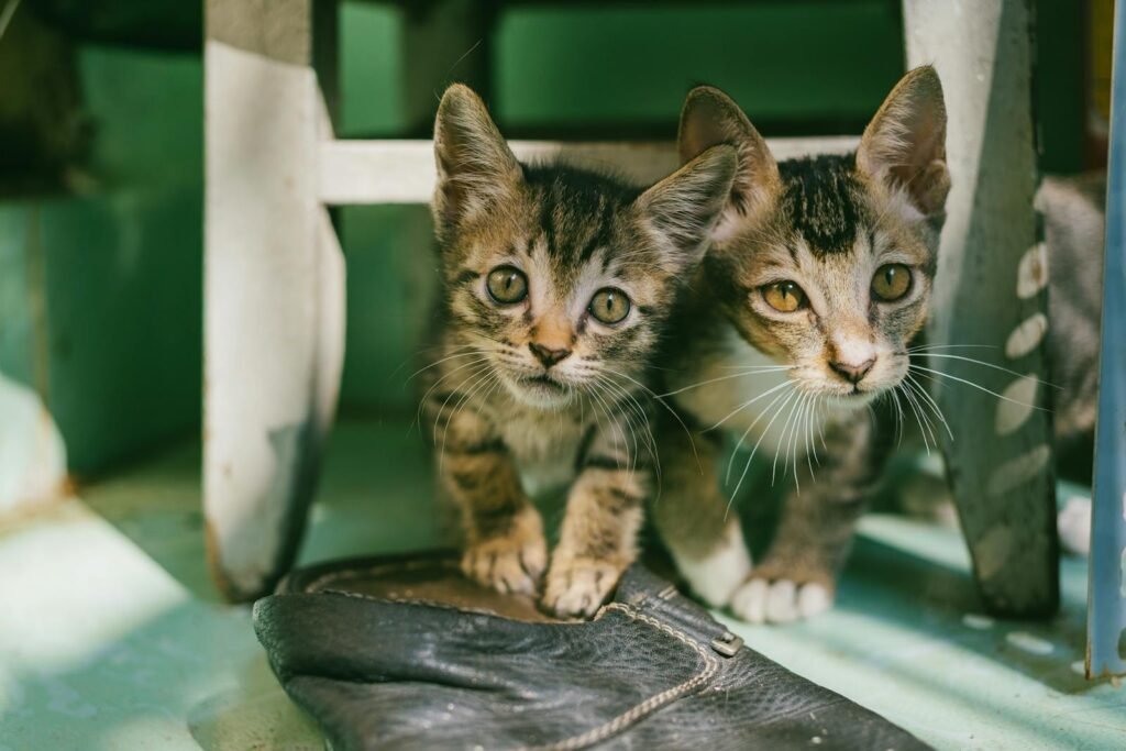 household cats: Two adorable tabby kittens curiously look out from under a chair indoors.