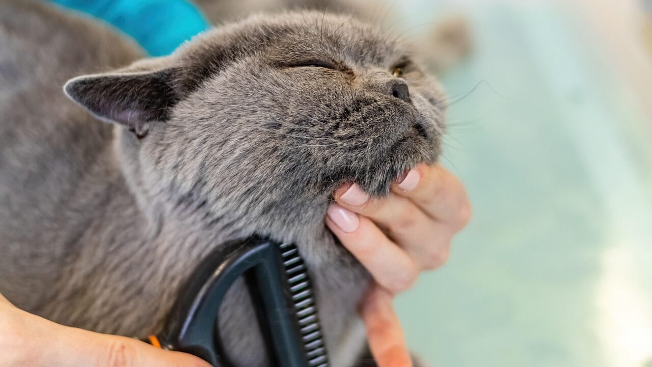 A person is grooming a gray cat with a brush. The cat is relaxed, with its eyes closed and appearing content during the grooming process.