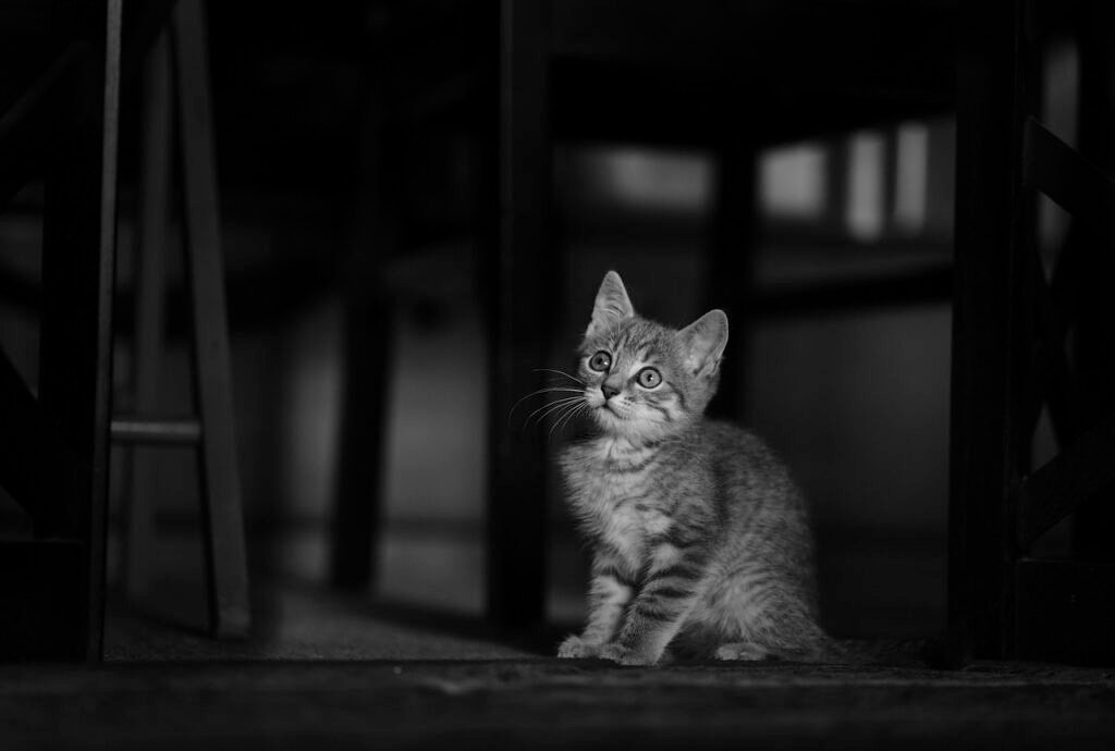 Reasons Why Cats Are One of the Most Intelligent Domesticated Animals