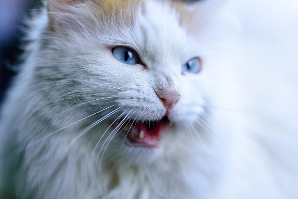 whiskers in cat