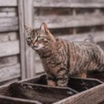 Why Some Domestic Cats Are More Aggressive Than Others