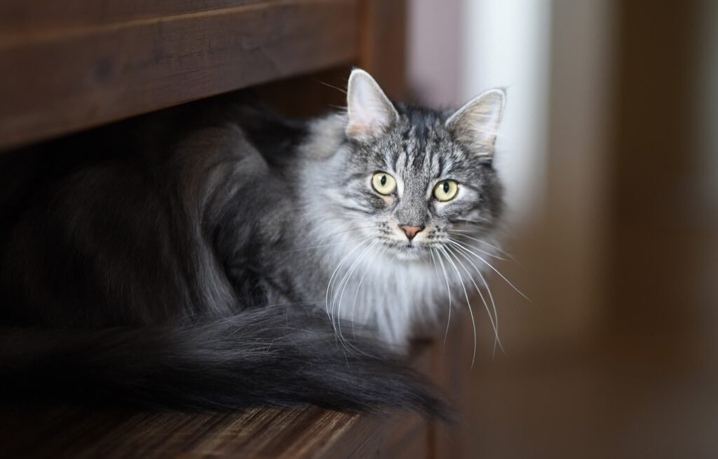 Domestic Cats Can’t Roar and Big Cats Can’t Purr
