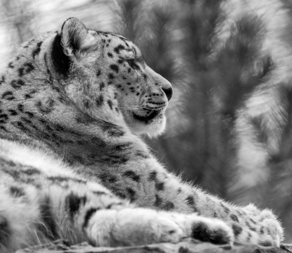 A snow leopard in profile, captured in black and white, showcasing its majestic features.