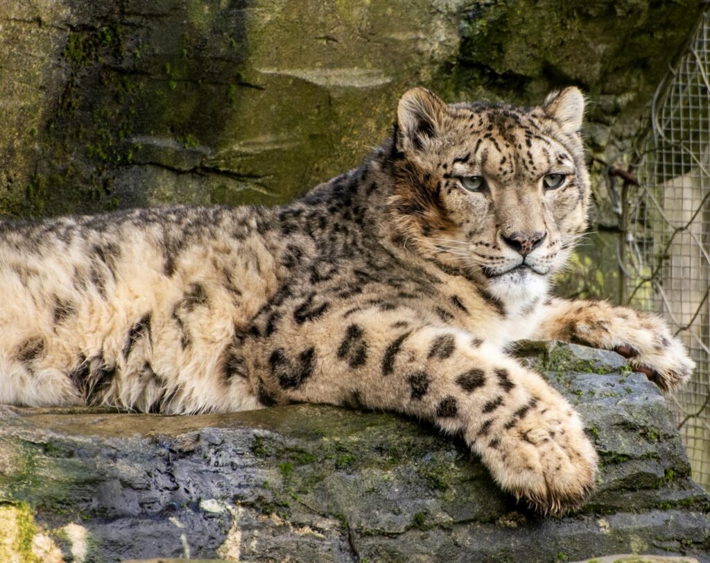climate change: A serene snow leopard (Panthera uncia) lying down on a rocky surface, showcasing its striking spotted fur.