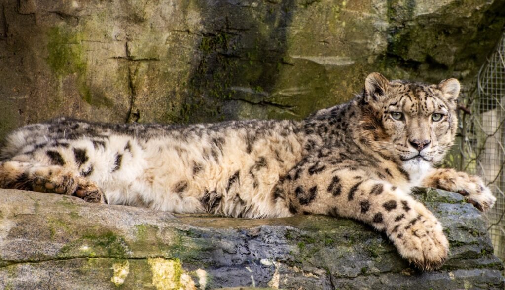 climate change: Close-up of a snow leopard resting on a rocky surface, showcasing its majestic fur coat.