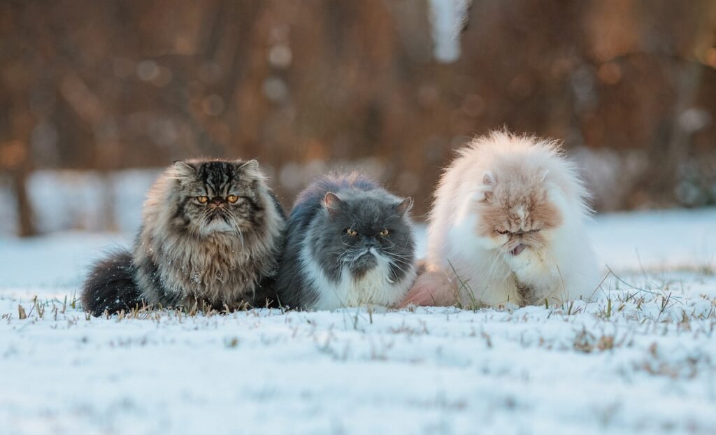 How Cats Use Their Tails to Communicate