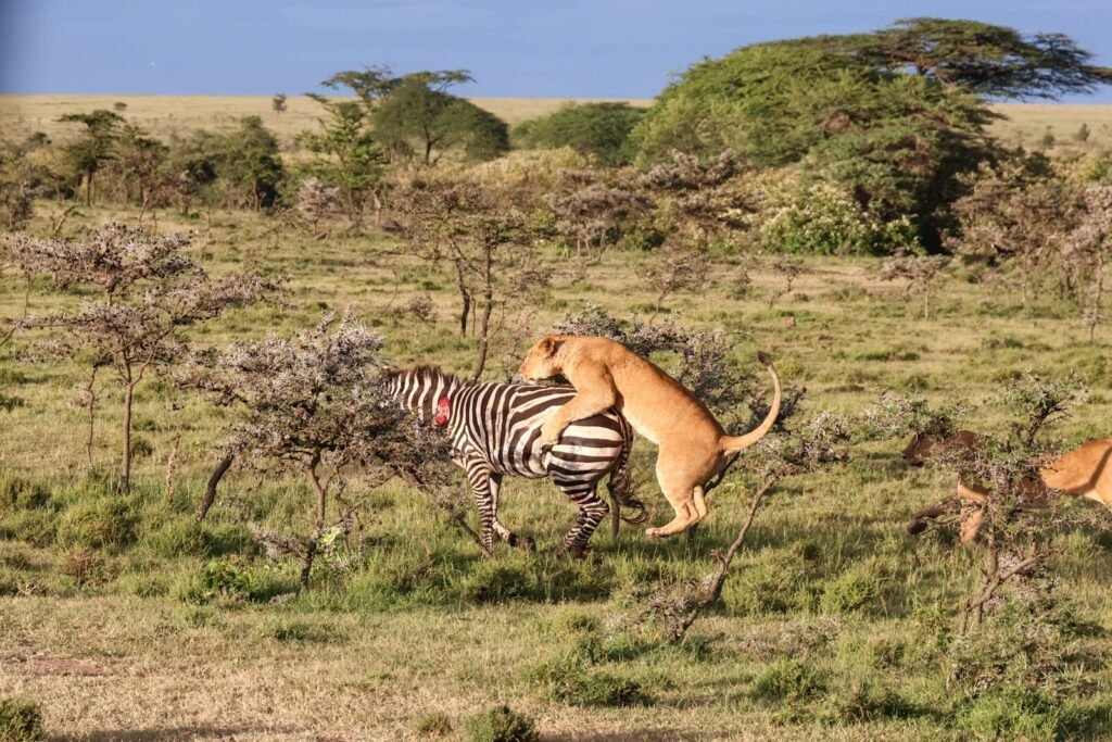 ultimate predator: a zebra and a lion fighting in a field