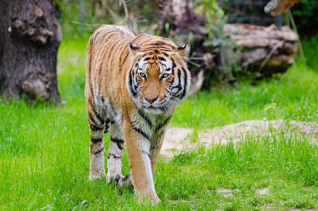 tiger Roaring styles