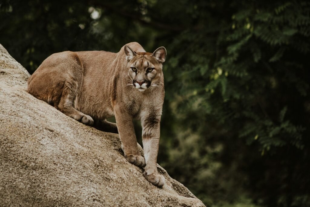 Big Cats cougar on brown rock formation