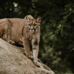 cougar on brown rock formation
