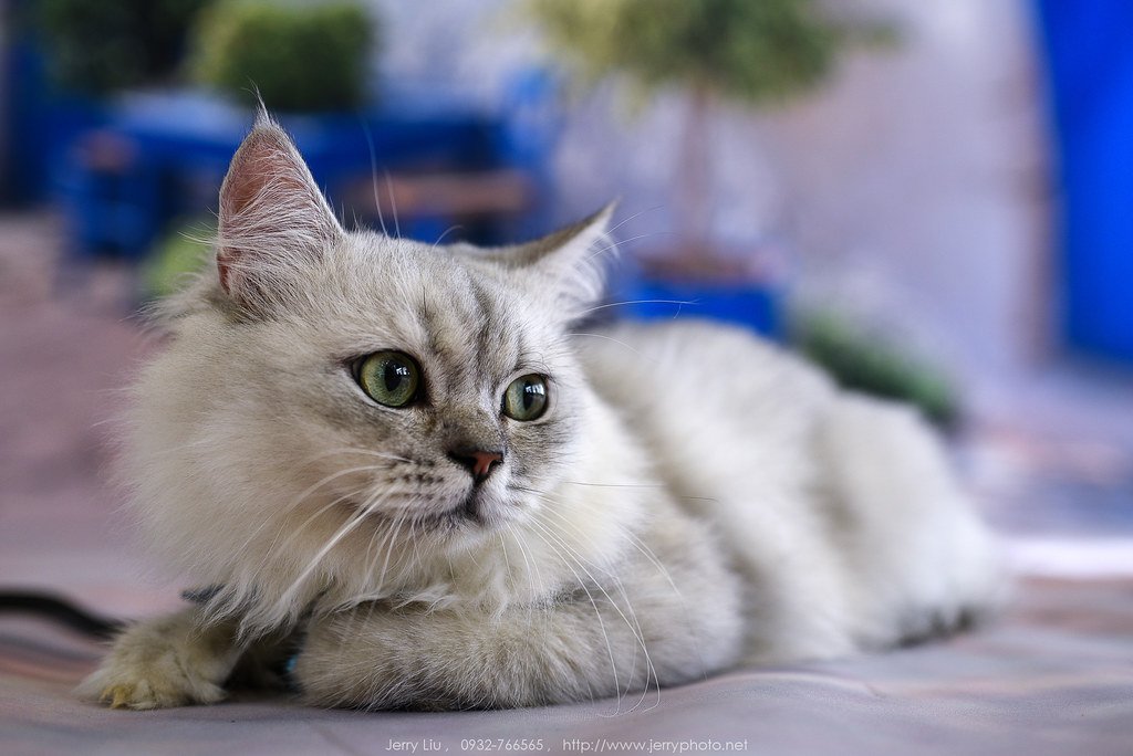 white cat