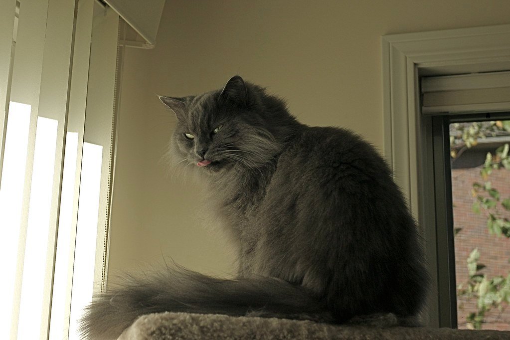 Cat at Home