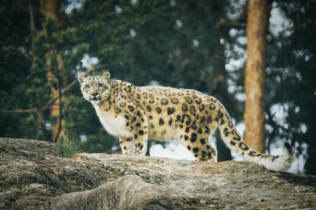 Snow Leopards Are Key to Ecosystem Health