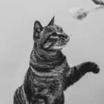 grayscale photography of tabby cat