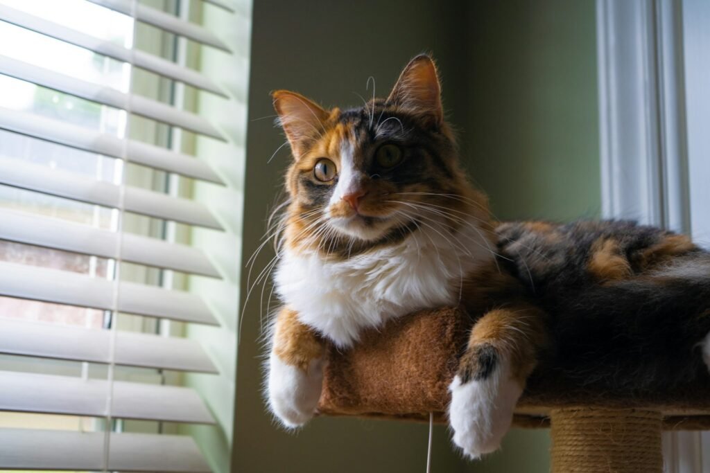 Differences Between Male and Female Cats in Behavior