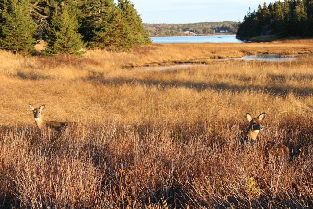 A couple of deer standing on top of a dry grass field