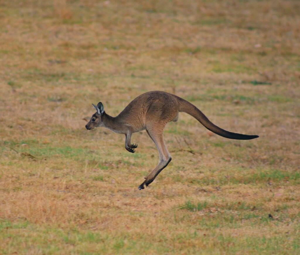 brown kangaroo jumping
