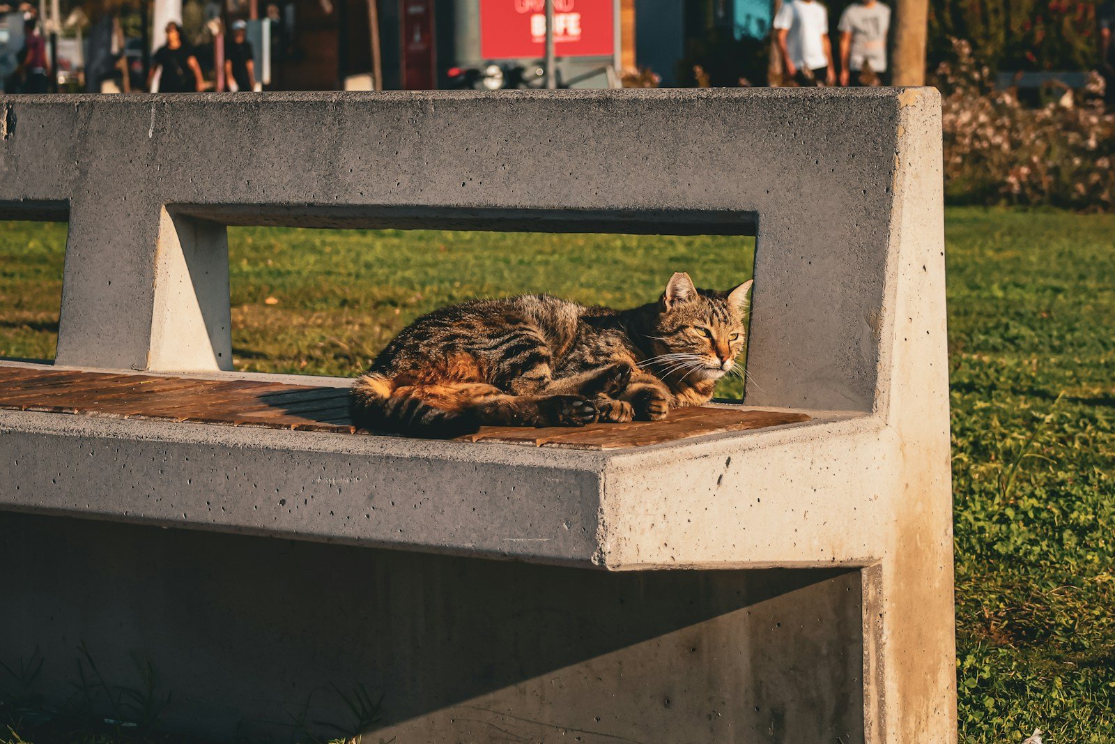 Photo by Zeki Binici a cat laying on top of a cement bench