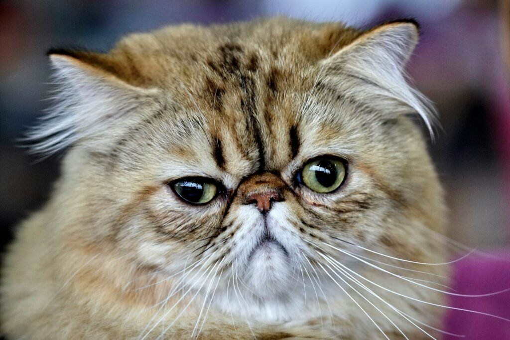 6 Rare Cat Breeds
