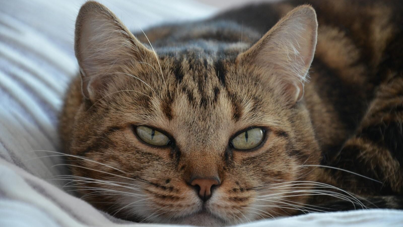 A close-up of a tabby cat lying on a soft surface, gazing calmly with its green eyes and prominent whiskers (vibrissae) visible.