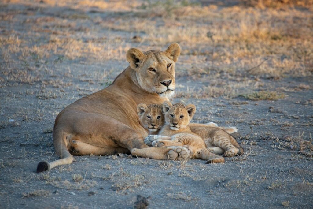 A lioness lying on dry ground with her two cubs nestled beside her, showcasing the nurturing bond essential for lion cub survival in the wild.
