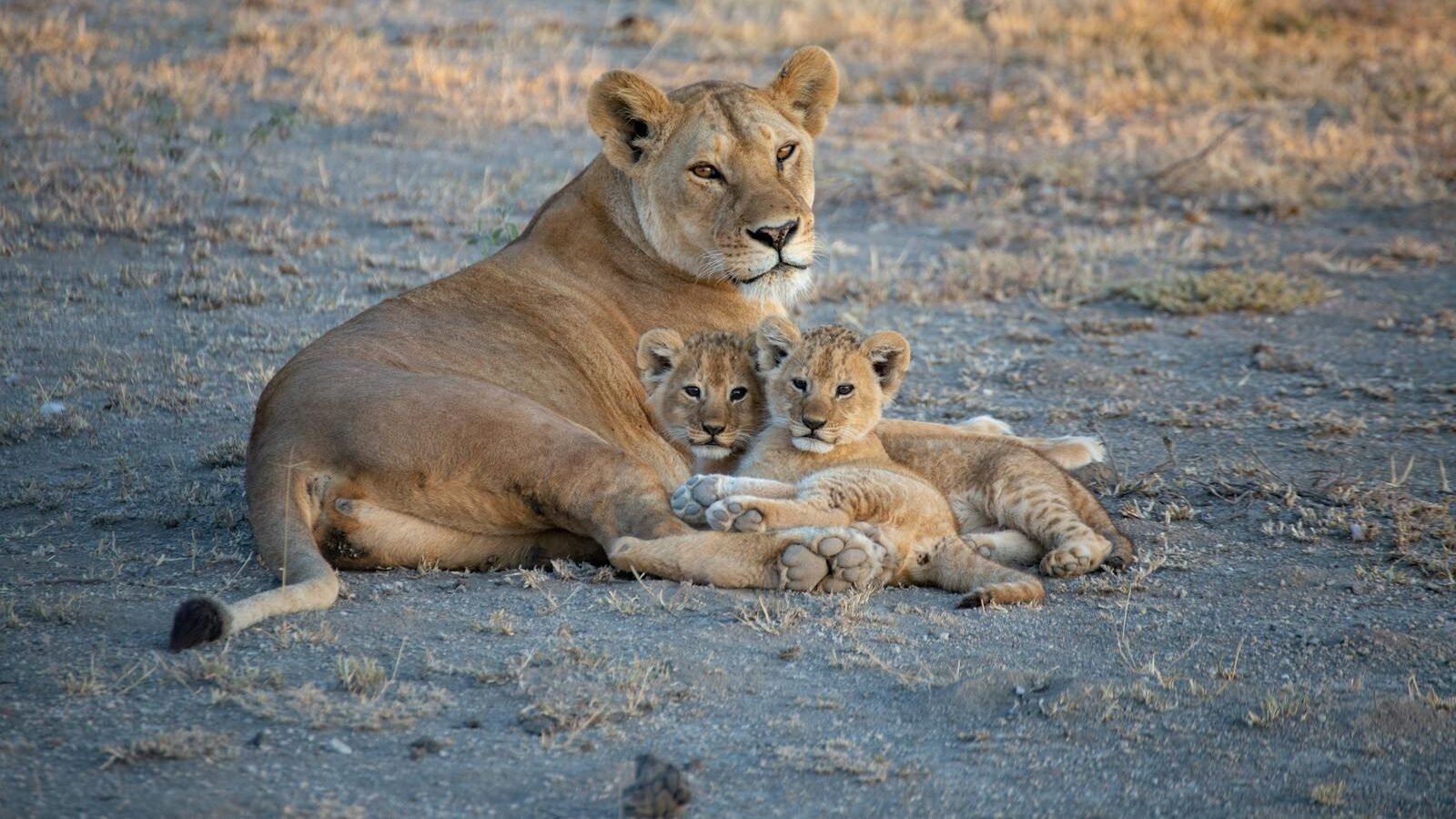 A lioness lying on dry ground with her two cubs nestled beside her, showcasing the nurturing bond essential for lion cub survival in the wild.