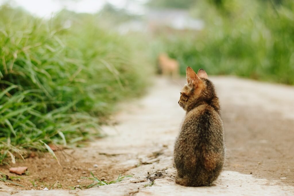 Why Domestic Cats Are Attracted to Sunlight and Warmth