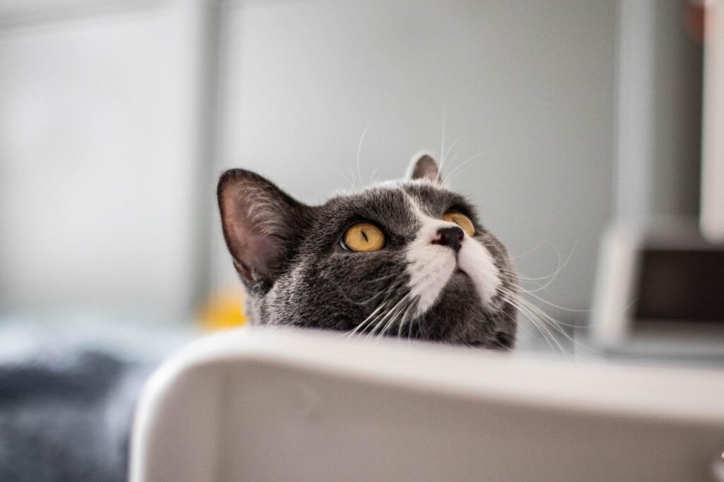 domestic cat communicate
