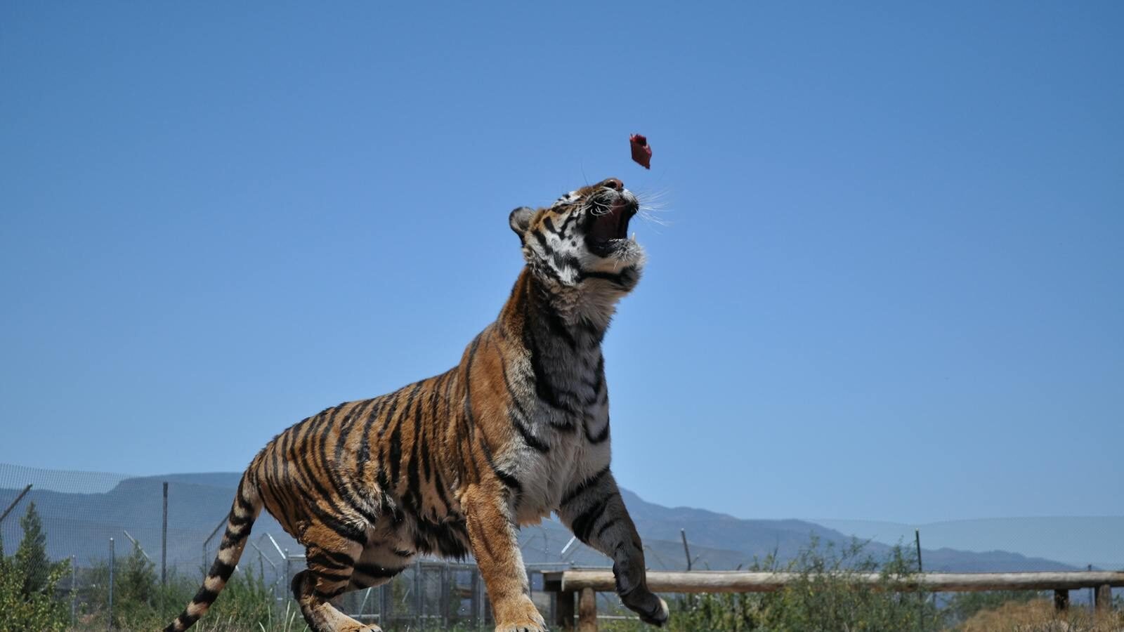 A powerful tiger in Sedona, AZ, captured mid-leap, hunting prey with a clear blue sky backdrop.
