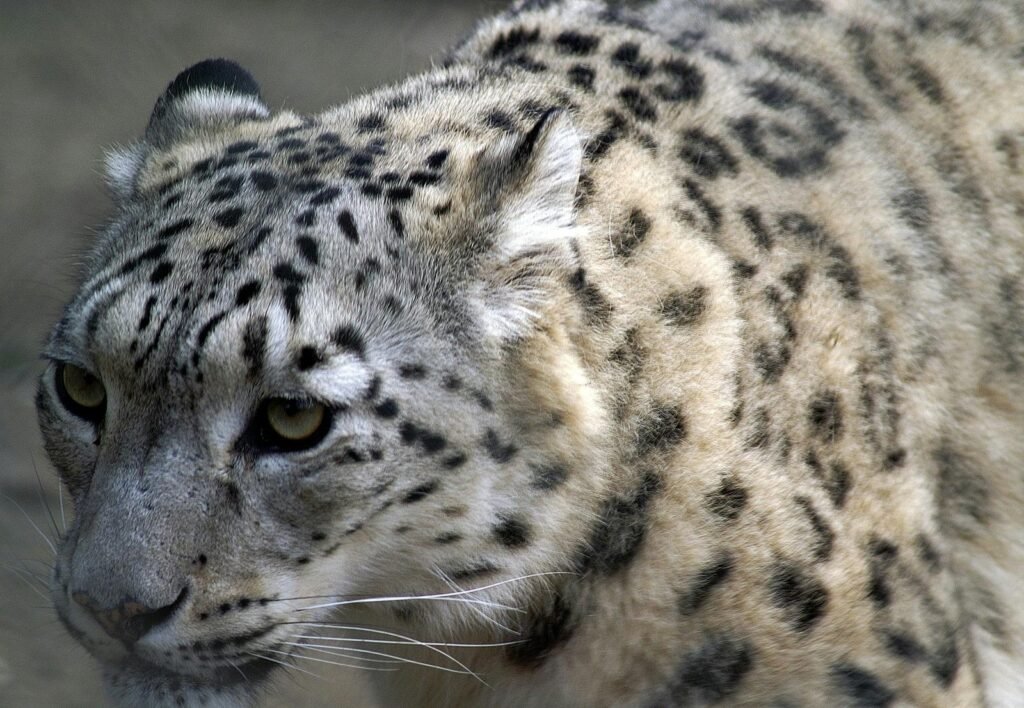 leopard facts: Detailed close-up of a snow leopard highlighting its distinctive fur in a natural setting.
