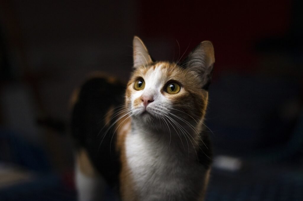 domestic cat communicate