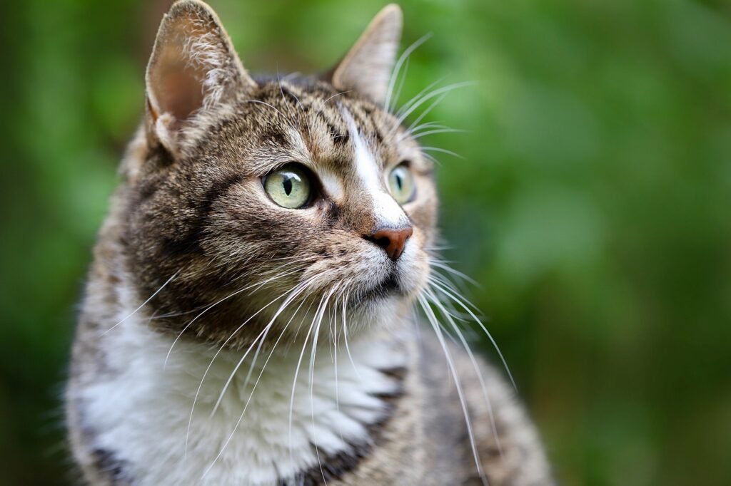 cat, cat face, european shorthair, domestic animal, animal, domestic cat, nature, mackerel, cat eyes, whiskers, cat, cat, pet, cat, cat, cat