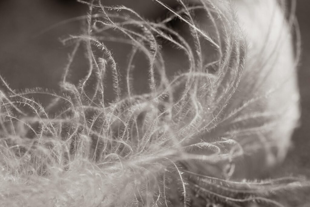 feather, bird feather, white feather, macro, close up, feather, feather, feather, feather, feather, white feather