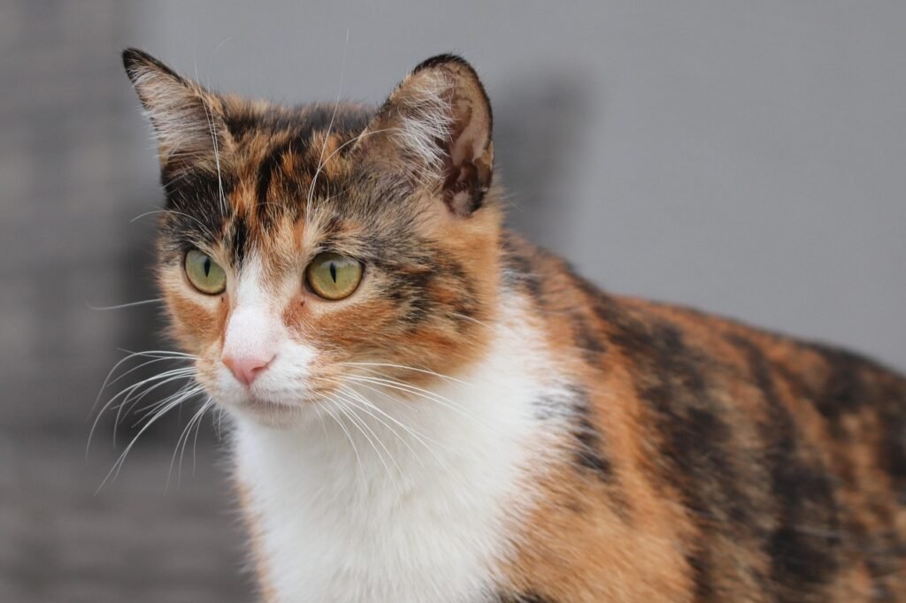 Link Between a Cat’s Fur Color and Their Personality Traits