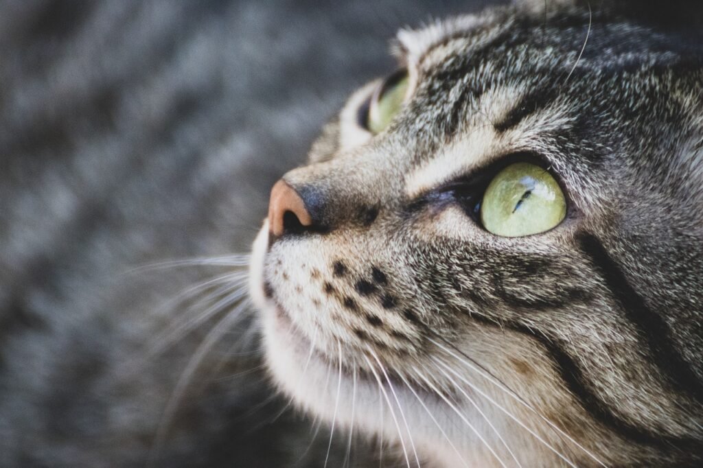 Cats Communicate 