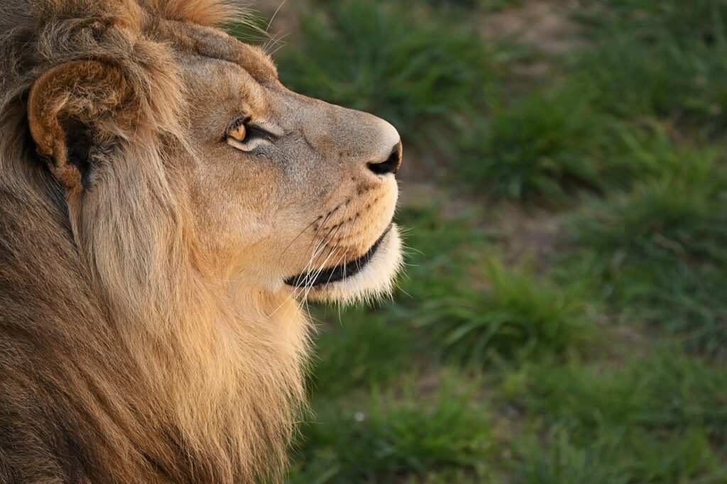 How Big Cats Use Their Sense of Smell to Hunt at Night
