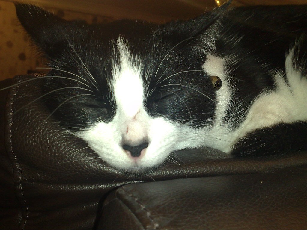 Cat ignoring
