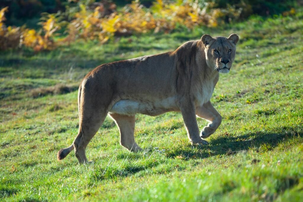 A majestic lioness calmly walks through a sunlit grassland, showcasing wildlife beauty.