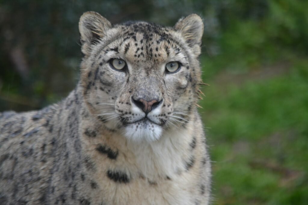 Evolution of Snow Leopards