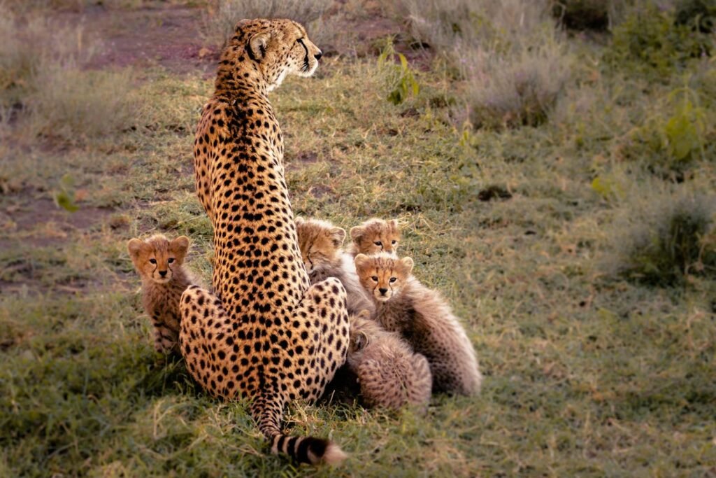 A mother cheetah sits alert with her cubs nestled around her, highlighting the importance of conservation efforts for their survival.