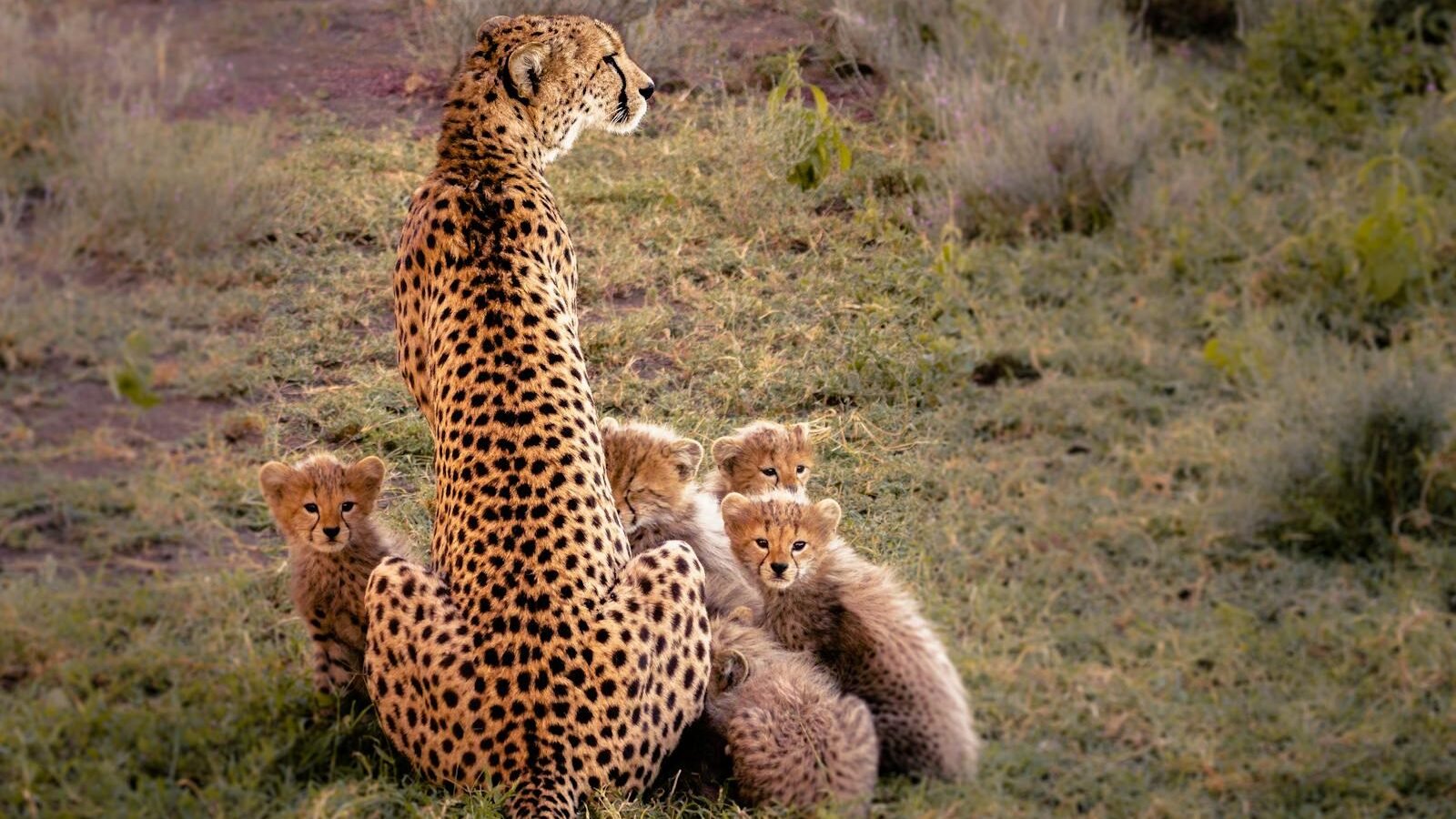 A mother cheetah sits alert with her cubs nestled around her, highlighting the importance of conservation efforts for their survival.