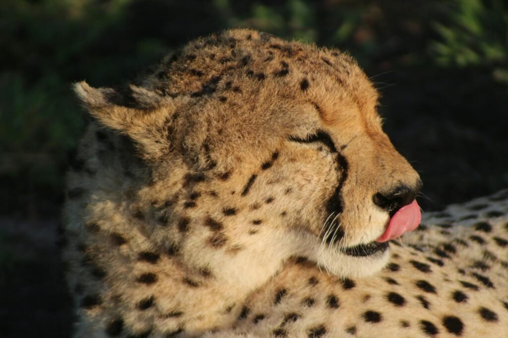 Close-up photo of a cheetah with tongue out in Nakuru, Kenya. Perfect for wildlife enthusiasts.