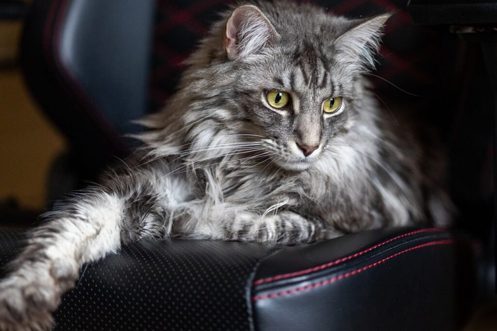 Cat Breeds
