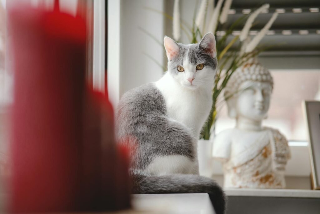 A charming cat sitting by a window with a Buddha statue, showcasing tranquility and elegance.